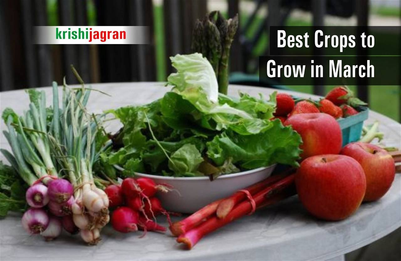 The Most Profitable Demanding Crops And Vegetables To Grow In March