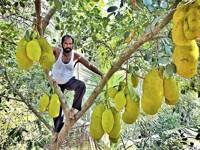 King Of Jackfruit This Farmer Grows 75 Varieties Of Jackfruit In His