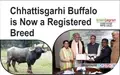 Chhattisgarhi Buffalo is Now a Registered Breed
