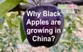Why Black Apples are growing in China?