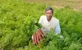 Charan Singh, Carrot Farmer Earned Rs.2.22 Lac per Hectare
