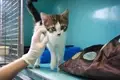 Kitten Slaughterhouse is Closed by U.S. Agriculture Department
