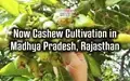 Cashew Cultivation Extended to Rajasthan & Madhya Pradesh