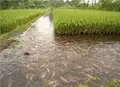Rice-cum-Fish Farming: A Complete Guidance