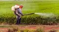 Kerala Agricultural University Develops Fertilizer from Human Hair Waste