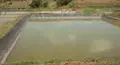 Pond Preparation for Freshwater Fish Farming