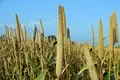 Millets : the Miracle Grains