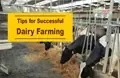 Dairy Farming: Things to Keep in Mind before Starting a Dairy Farm in India