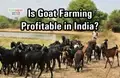 Goat Farming: Double Your Income Through This Business