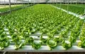 How Hydroponics System is Providing Better Agriculture Solutions