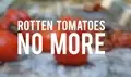 How to Increase the Shelf Life of Tomatoes up to Four Months?