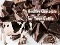 Chocolates for Animals! Feed this Healthy Fodder for Increased Milk Production