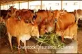 Livestock Insurance is the Need of Hour