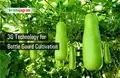 Bottle Gourd Cultivation: How to Get Higher Productivity by Using 3G Technology?