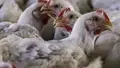 Poultry Farmers in Kerala are in Grave Worry as Bird Flu Outbreaks
