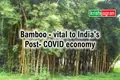 India to Boost its Economy with Bamboo Resources Post Covid-19