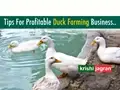 Duck Farming: Tips to Earn Good Money by This Poultry Farming Venture