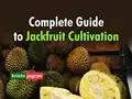 Jackfruit Cultivation; Know How to Grow ‘Wonder Fruit’