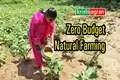 An Introduction to Zero Budget Natural Farming