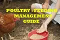 HOW and WHAT to FEED CHICKENS with
