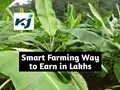 Earn 10 Lakhs in a Year With Only 1 Acre of Farming Land
