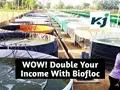 Double Your Income with Biofloc Fish Farming; Know How & Its Benefits