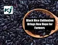 Black Rice Cultivation: Success Story of Local Farmers Who Earn Good Income in Assam