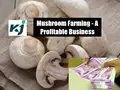 A Complete Guide to Profitable Mushroom Farming in India; Read Composting & Harvesting Techniques