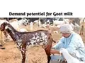 Goat Milk Market: Understanding Present and Future Prospects
