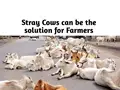 Cows that Cannot Provide Milk Can be the Ultimate Solution for Many Farmer’s Problems
