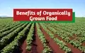 Organic Farming: Know What Makes an Organic Farmer Successful?