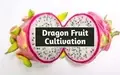 Dragon Fruit Cultivation: A Complete Guide for Beginners