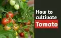 Your Guide to Tomato Cultivation & Management