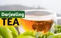 The Mesmerizing Story of Darjeeling Tea