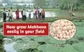 How to Grow Makhana/ Fox nut in your field?