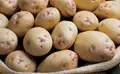 What are the Different Varieties of Potato Grown in India