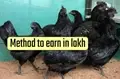 Poultry Farming: Earn In Lakhs from Kadaknath Chicken; Know How