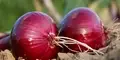 Government lifts ban on export of Bangalore Rose & Krishnapuram Onions