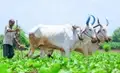 Bayer Expands Better Life Farming initiative in India; Empowers Smallholder Farmers across Six States