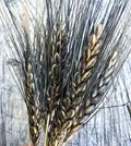 Farmers can Increase their Income and Yield with this Wheat Variety
