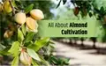 A Step by Step Guide to Almond Farming; Top Varieties, Planting, Weeding & Harvesting