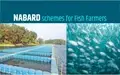 Subsidies, Loans Provided by NABARD for Fish Farming; Check Eligibility, Rate of Interest and Other Details