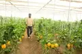 Polyhouse Farming:  Top Commercial Crops to Grow in India