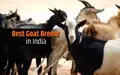 10 Most Demanding Goat Breeds for Milk and Meat in India