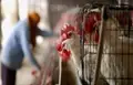 Bird flu in India: Avian Flu Confirmed in many States