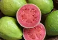 Amazing Health Benefits of Guava Fruit