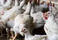 How to start your own Poultry Farm?