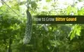 How to Grow Bitter Gourd (Karela)