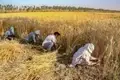 Non-Basmati Rice Export Rises Double to Rs 22.856 crore during Apr-Dec 2020
