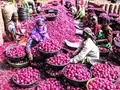 Maharashtra Farmers Tie Up Partnership with Corporate to Keep Onion Prices Steady